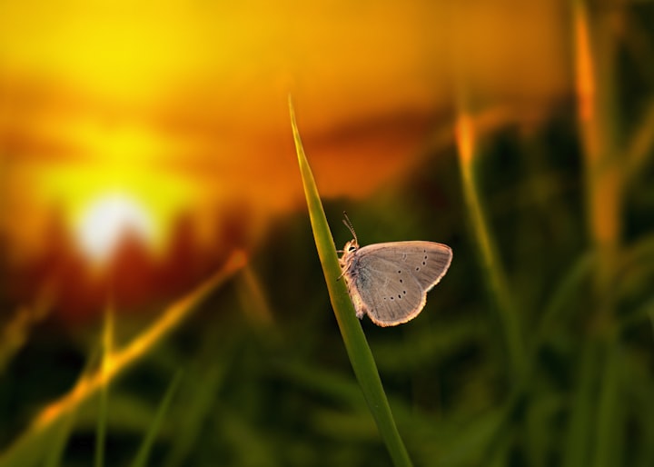  Butterfly and the Dawn - Magma Star