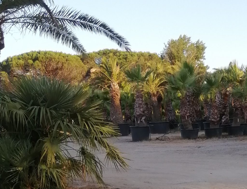 Palm tree grove nursery on the road Azure Equilibrium